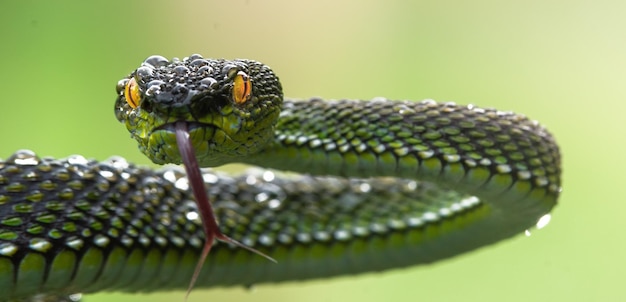 Green viper snake in close up and detail