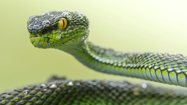 Green viper snake in close up and detail