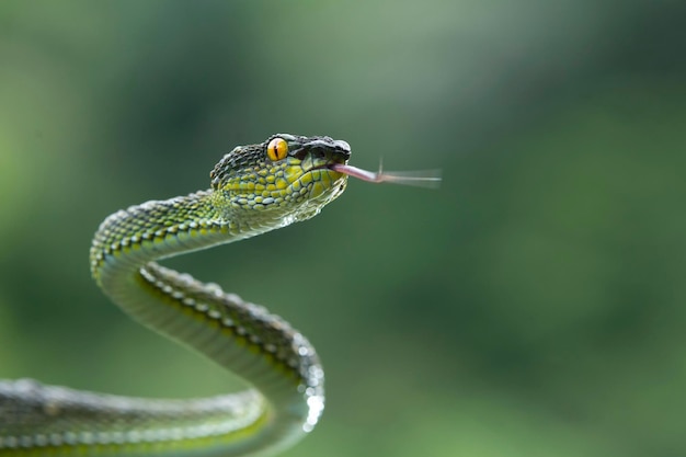 Green viper snake in close up and detail