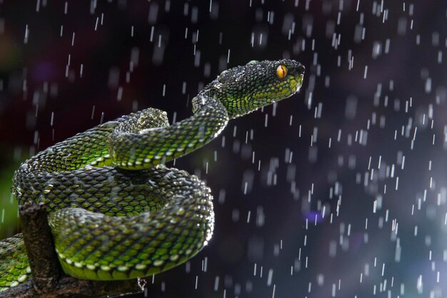 Green viper snake in close up and detail