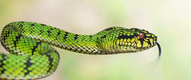 Green viper snake in close up