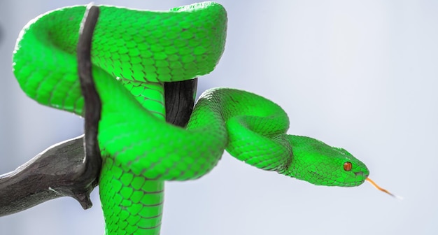 Green viper snake in close up
