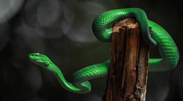 Green viper snake in close up