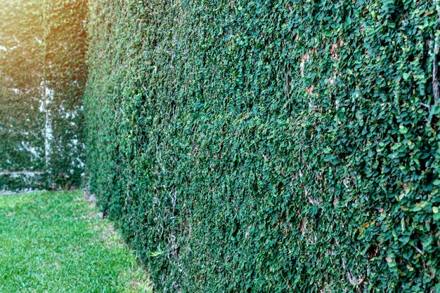 緑の壁の背景の草と緑の庭の壁