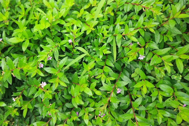 Green wall of climbing leaves. The background for the layout.