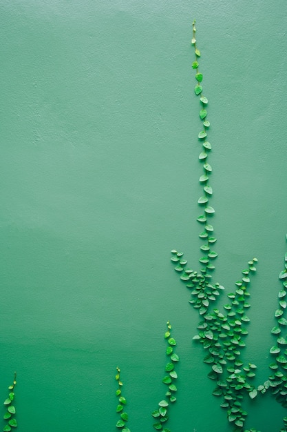 Parete verde ricoperta di edera verde.