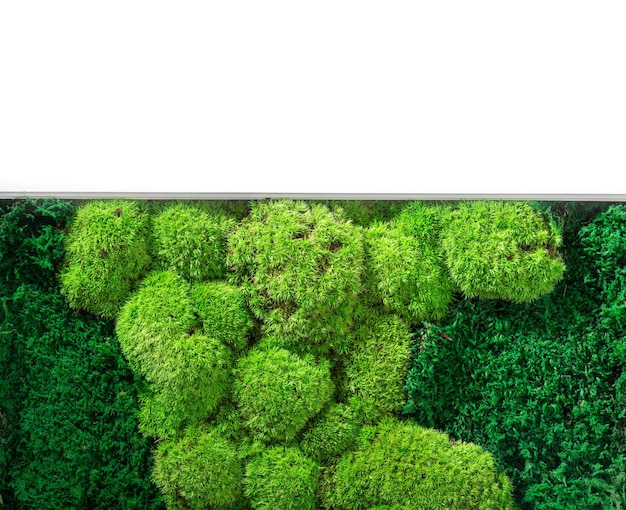 Green wall decoration cladonia rangiferina reindeer moss