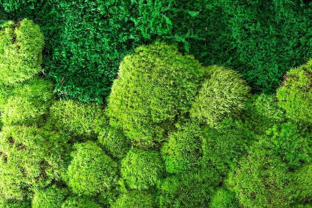 Green wall decoration of cladonia rangiferina reindeer moss