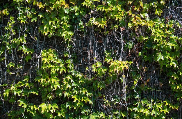写真 緑の壁の葉の背景暗い壁紙コンセプト自然葉の背景