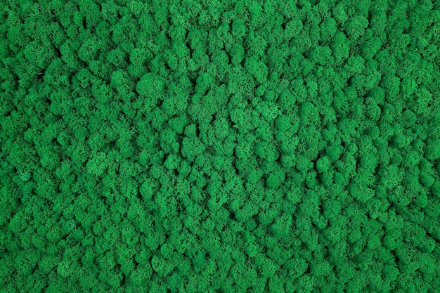 Photo green wall of stabilized moss against a light gray backdrop