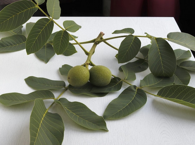 Ветка зеленого грецкого ореха с фруктами на столе