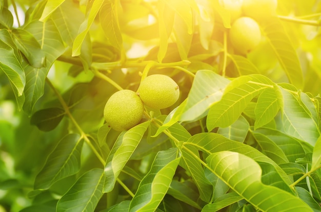 Green walnut fruits