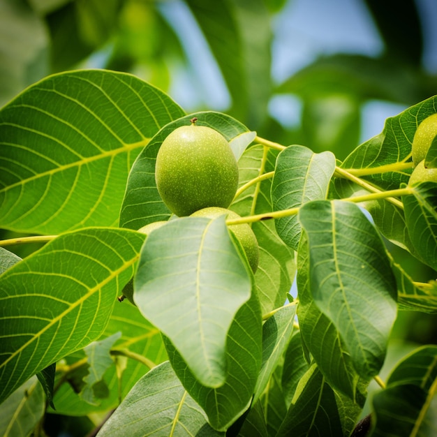 Green walnut fruits