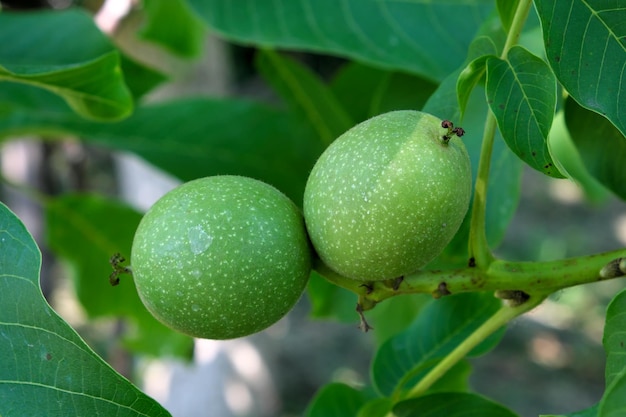 Green walnut ovary