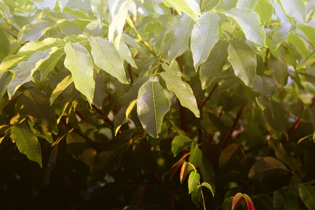 녹색 호두 나무 어린 잎을 닫습니다.