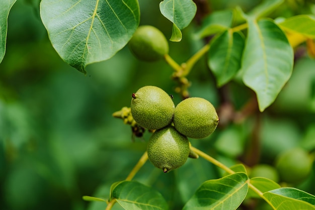 Green walnut on tree