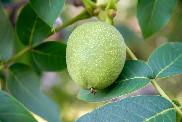 Green walnuts on a branch of a tree in the garden