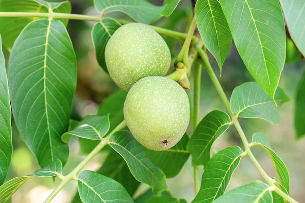 Green walnuts a tree branch