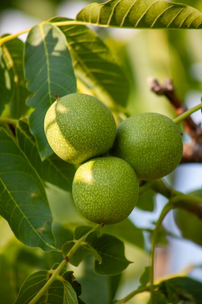 Green walnuts on a tree closeup