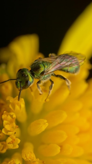 A green wasp on a yellow flower