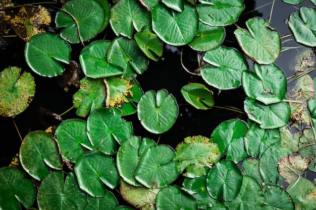 Ninfee verdi galleggianti sull'acqua