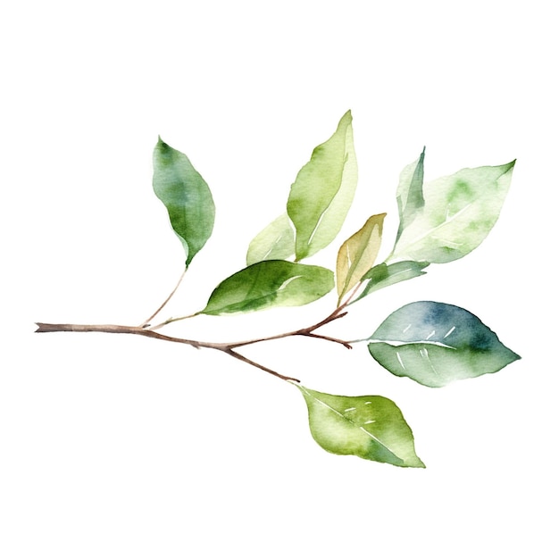 Зеленый акварельный лист