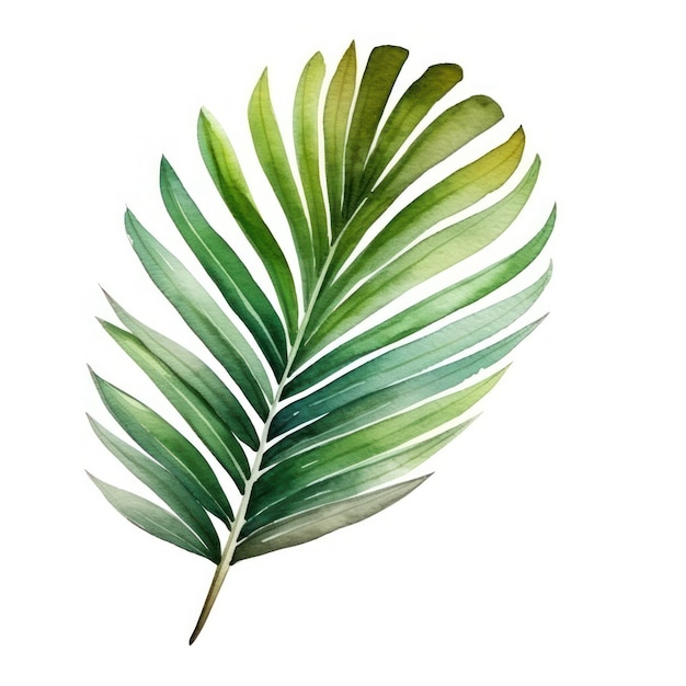 Green watercolor palm leaf isolated