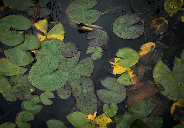 Green waterlilies in a pond 