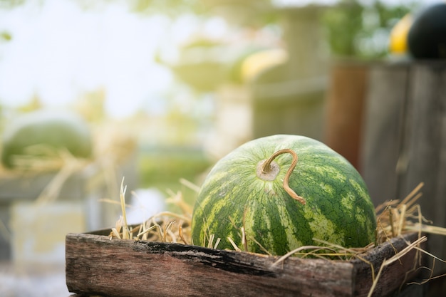 Green watermelon on straw in wooden crate