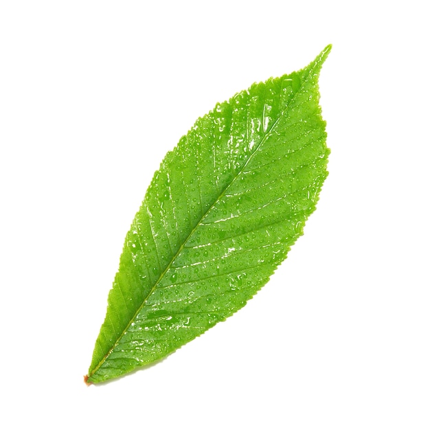 Green wet chestnut leaf isolated