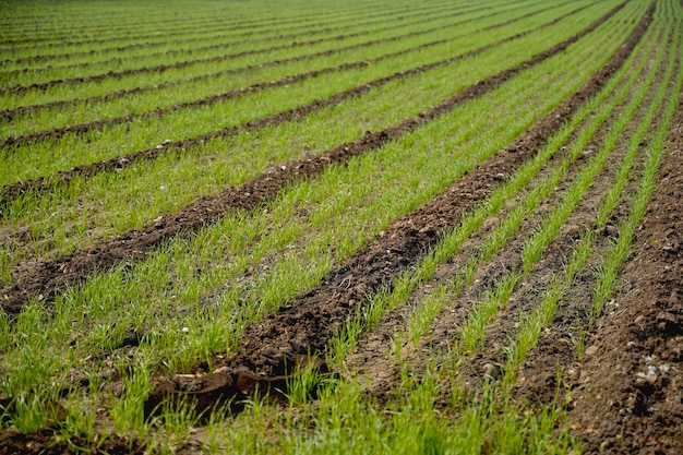 Green wheat agriculture field at india.