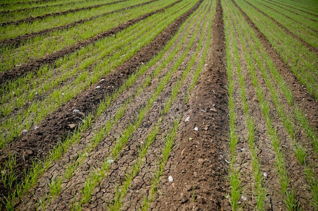 Green wheat agriculture field at india.