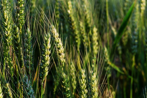 Green wheat background. ripening field of cereals. spikelets of wheat