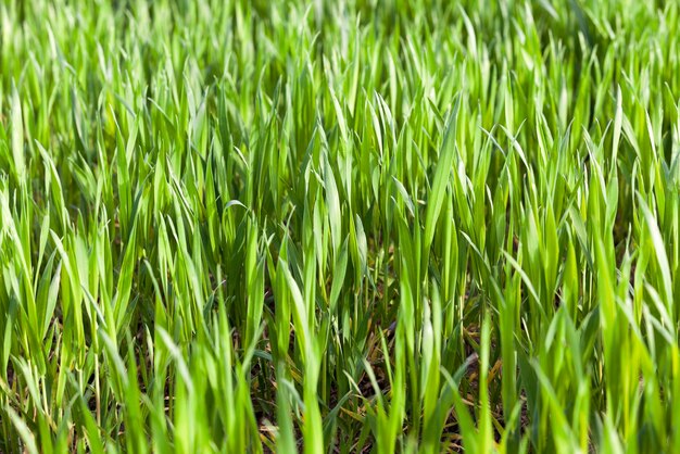 Green wheat closeup