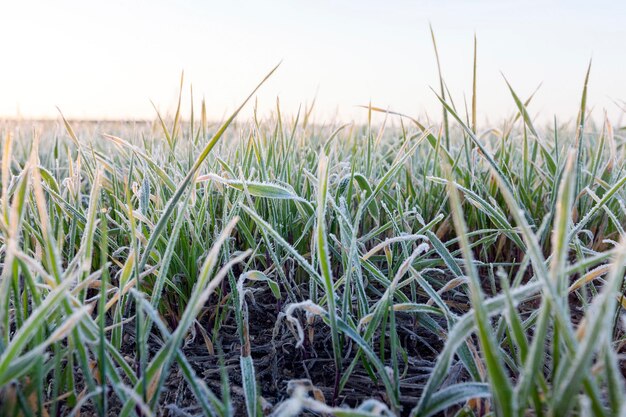 Green wheat closeup