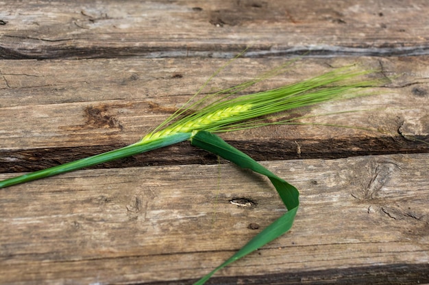 A green wheat ear lies on a wooden surface