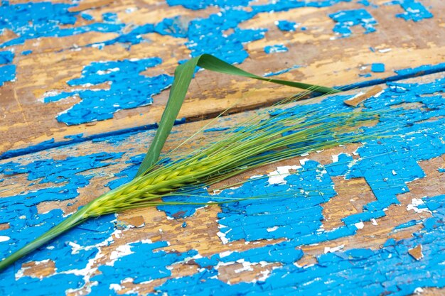 A green wheat ear lies on a wooden surface