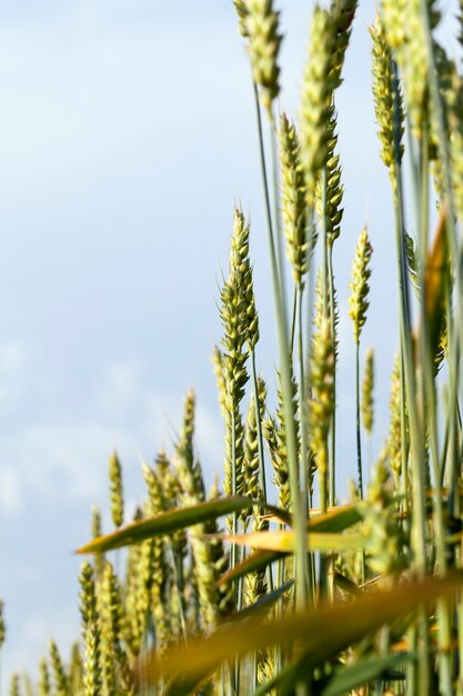 Green wheat ears against the blue sky, agricultural field with cereals