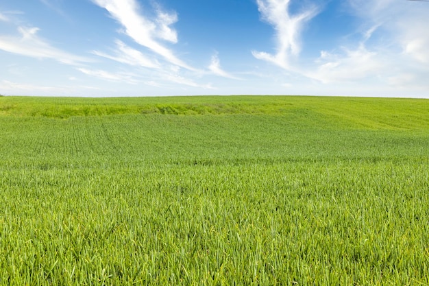 Поле сбора урожая зеленых колосьев пшеницы. Сельский пейзаж под сияющим солнечным светом и голубым небом