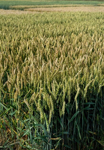 Green wheat ears at field on a sunny summer day