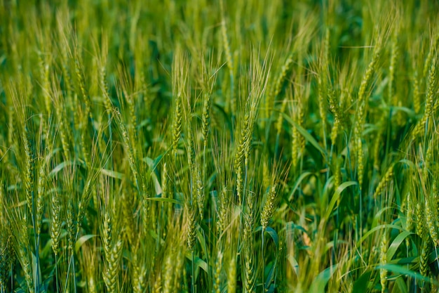 Green wheat farm in India