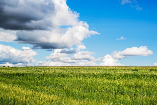 Фото Зеленое пшеничное поле и голубое небо с облаками