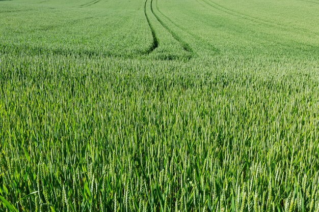 Green wheat field background