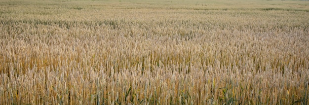 緑の小麦畑。美しい自然の夕日の風景。牧草地の麦畑の穂の成熟の背景。豊作と生産性の高い種子産業の概念。