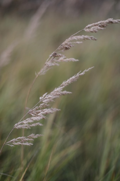 Фото Зеленое пшеничное поле близко осенний сельский пейзаж прекрасный пейзаж природы сочные свежие уши
