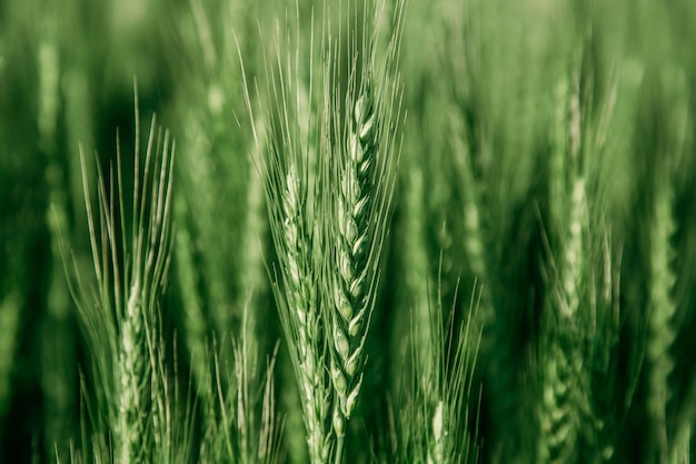 Green wheat field close up image agriculture scene