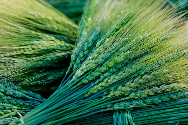 Green wheat field closeup