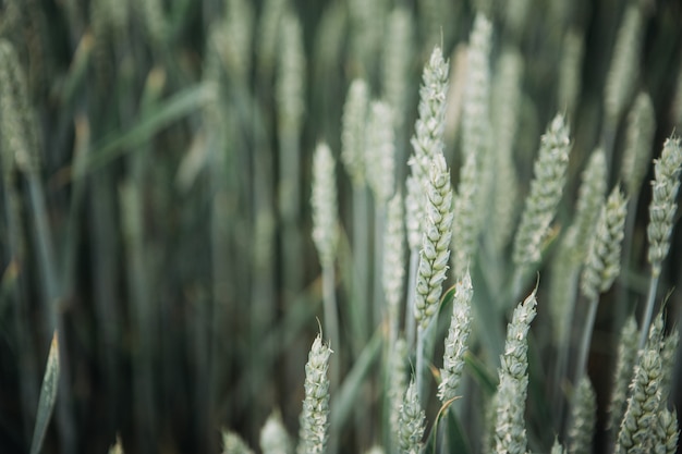 Green wheat in the field.Closeup