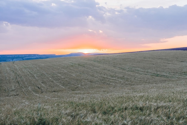 Зеленое пшеничное поле в сельской местности вблизи поля пшеницы, дующей на ветру в солнечный весенний день