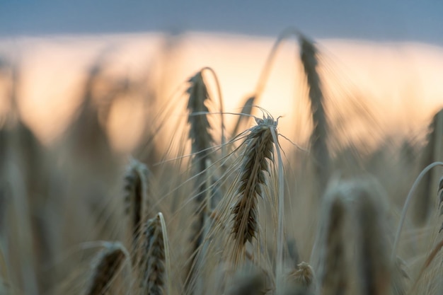 田園地帯の緑の麦畑は、晴れた春の日に風に吹かれて小麦畑をクローズアップ